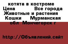 котята в костроме › Цена ­ 2 000 - Все города Животные и растения » Кошки   . Мурманская обл.,Мончегорск г.